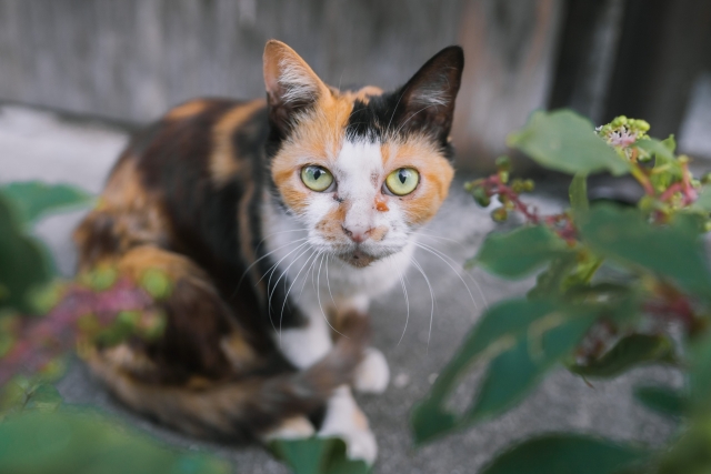 野良猫の餌やりは美徳ではない 公式 ペットメモリアル心 香川県のペット火葬 ペット葬儀